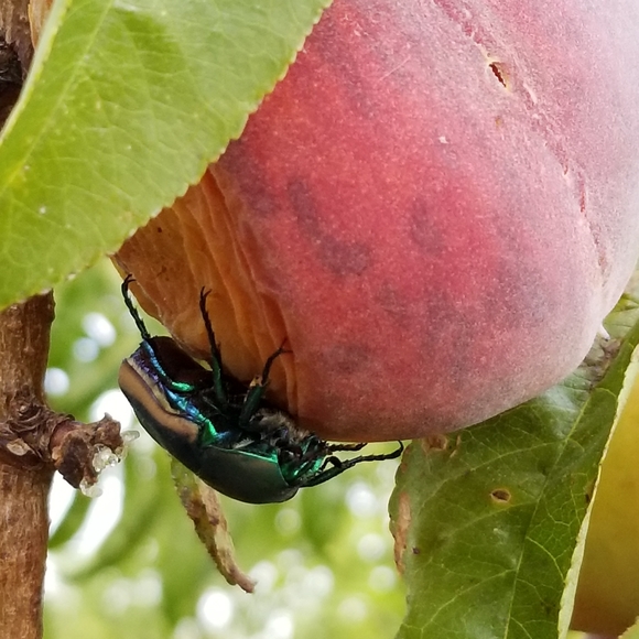 Meet your Posher, Jessie - Picture 2 of 4